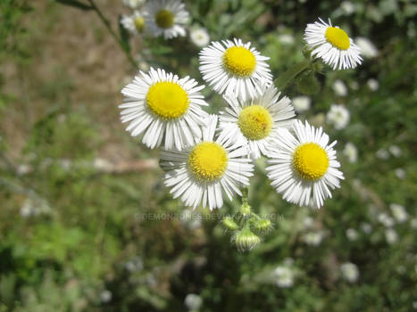 Wild Daises