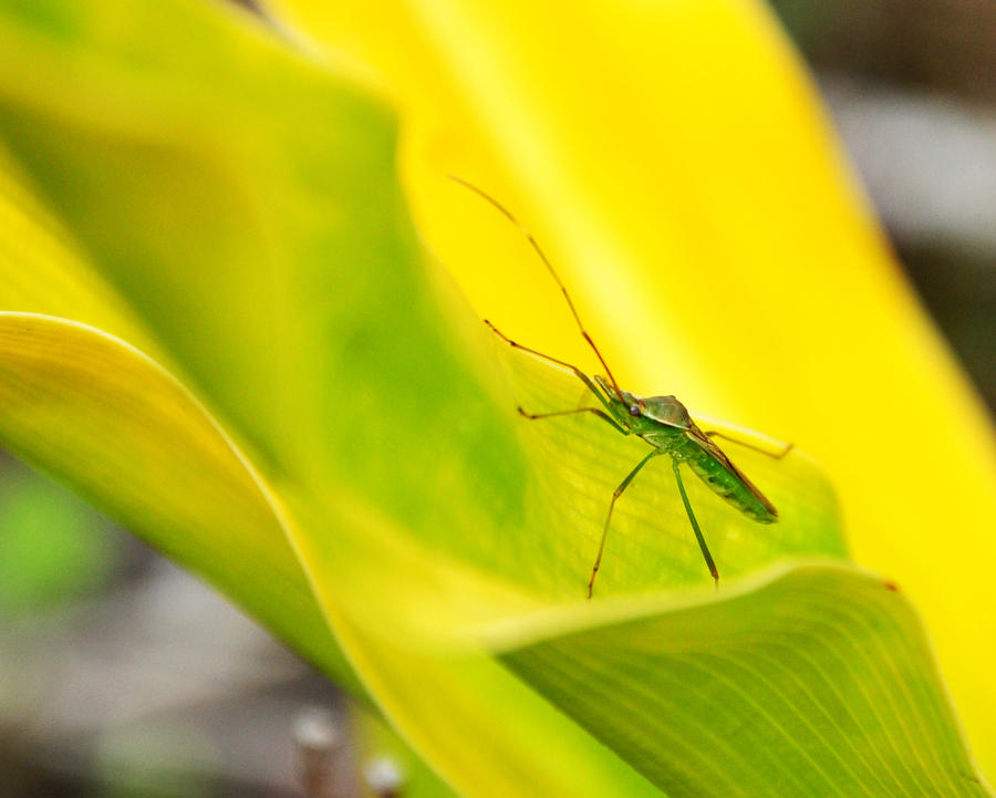 tayangaw by rasagrafikamanila on DeviantArt