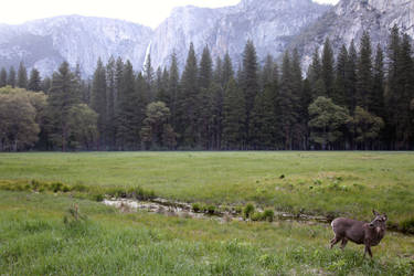 Yosemite Deer