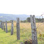Country Fenceline
