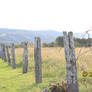Country Fenceline