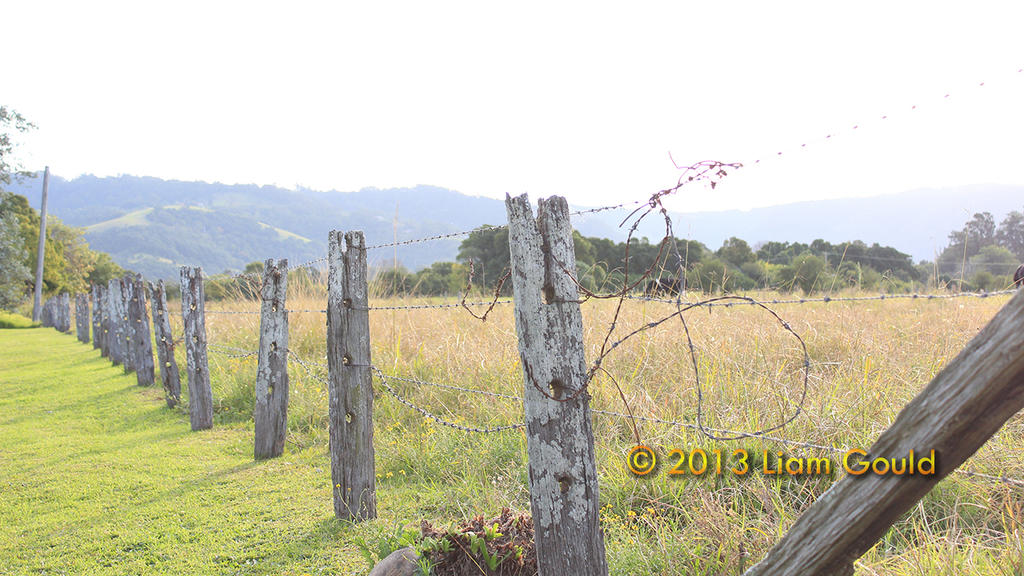 Country Fenceline
