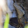 Water Dragon