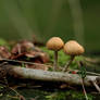 Mushroom Twins