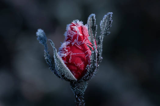 Icy Rose