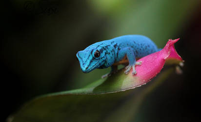 Gecko by PassionAndTheCamera