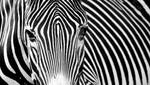 Psychedelic Zebra by PassionAndTheCamera