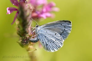 Celastrina argiolus by PassionAndTheCamera