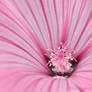 Pink Flower