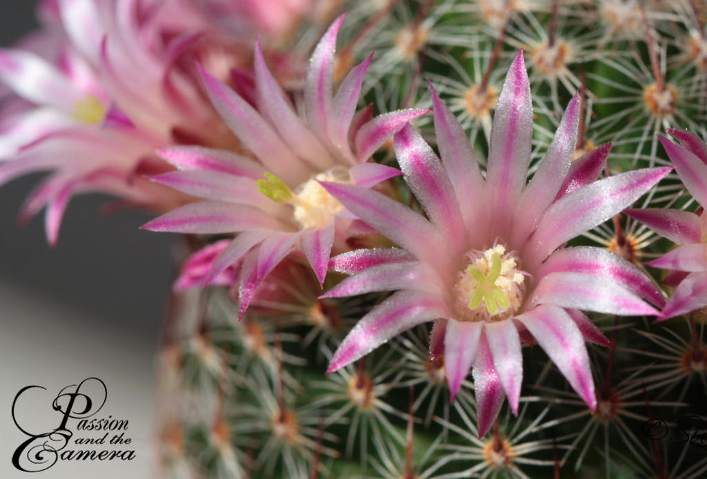 Mammillaria