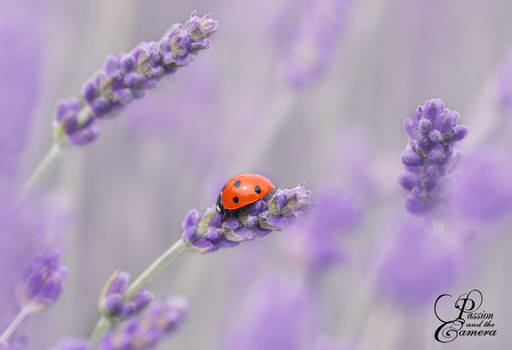 Lavender and Ladybug