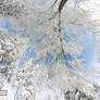 Snowy Trees and a Blue Sky