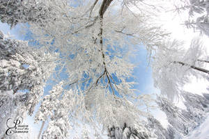 Snowy Trees and a Blue Sky