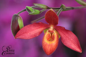 Red Lady's Slipper Orchid by PassionAndTheCamera