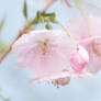 Cherry Blossoms I