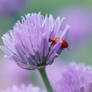 Scarlet Lily Beetle