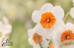 Garden Impression by PassionAndTheCamera