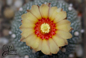 Astrophytum Asterias