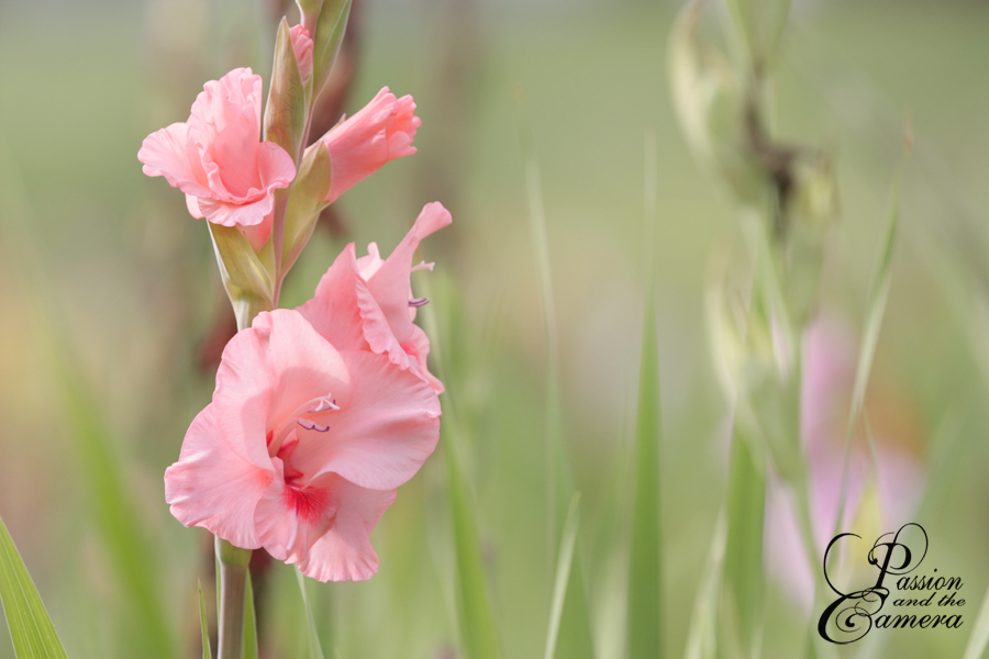 Gladiolus