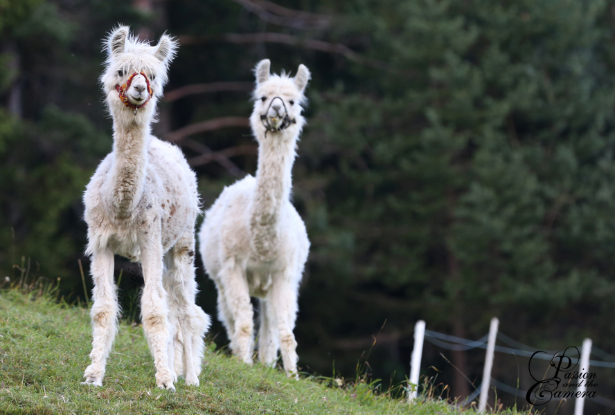 Here a llama, there a llama...