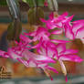 Christmas Cactus