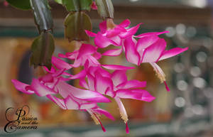 Christmas Cactus