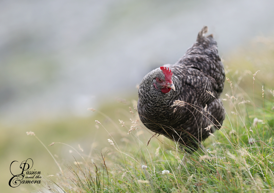 Chicken Deviantart Chicken by PassionAndTheCamera on DeviantArt