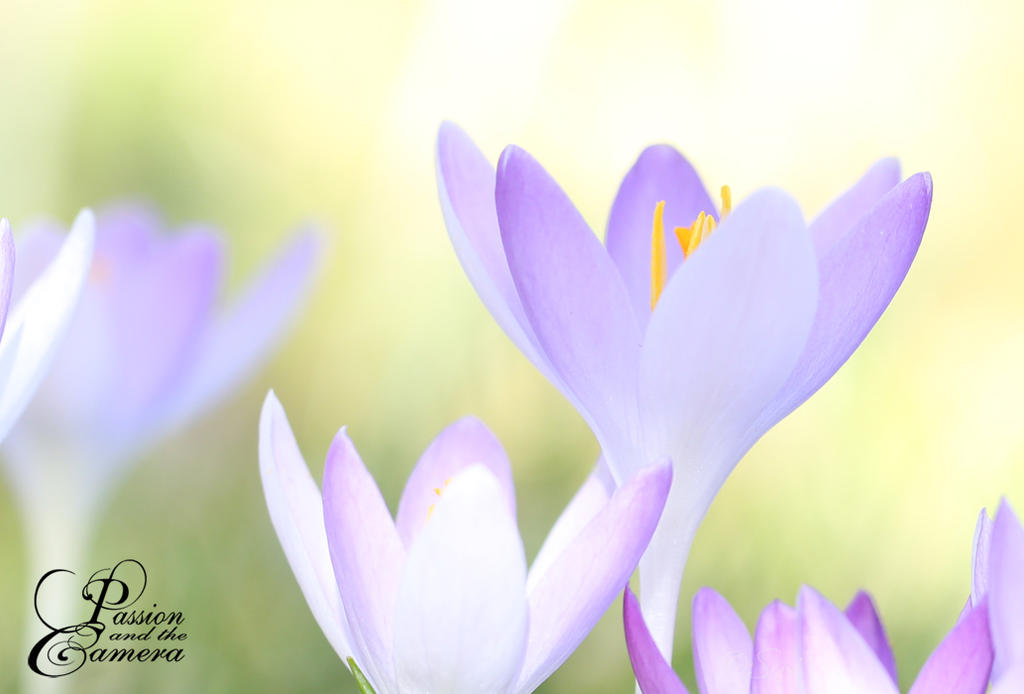 Spring by PassionAndTheCamera on DeviantArt