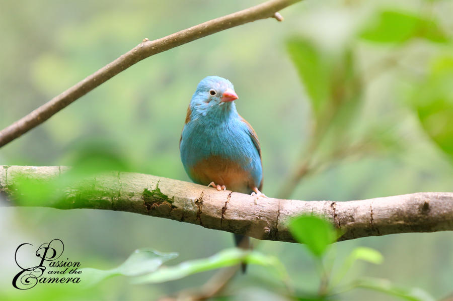 Blue Waxbill by PassionAndTheCamera