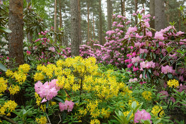 Rhododendron Paradise by PassionAndTheCamera