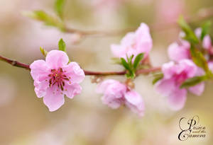 Peach Tree by PassionAndTheCamera Peach Tree by PassionAndTheCamera