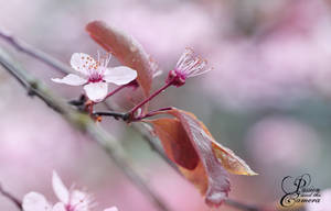 Rainy spring day