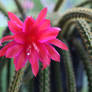 Disocactus flagelliformis