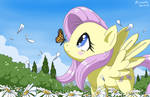 fluttershy in the fields of chamomiles