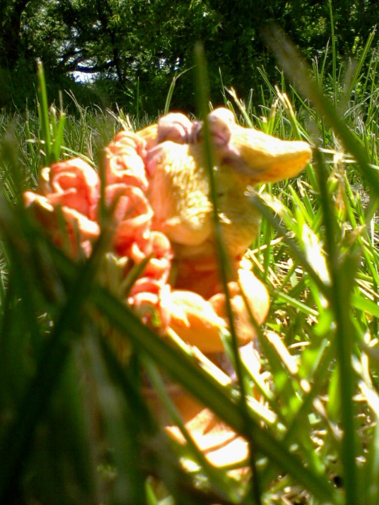 Rosie the rabbit 8 by XxDevilishOnexX on DeviantArt