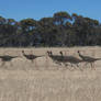 struthiomimus pack on the run