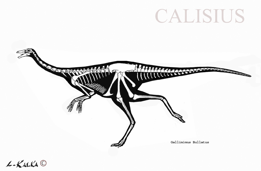 gallimimus skeletal rec.