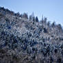 Snowy Forest