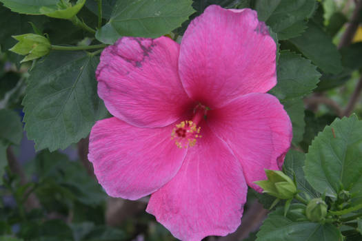 An other Hibiscus at the Gate