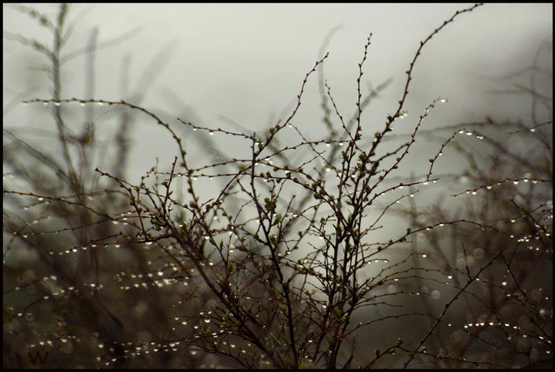 Fogged In by wytrvn on DeviantArt