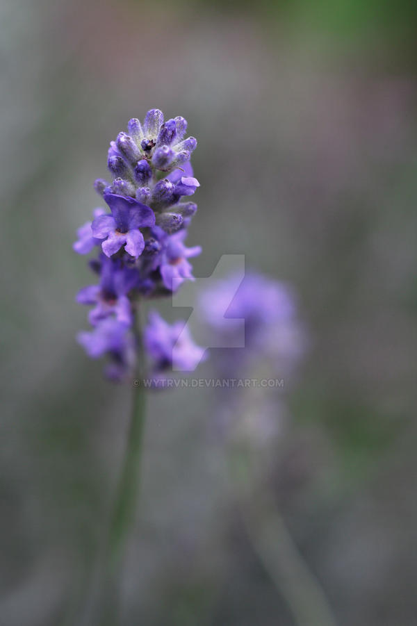 In An English Country Garden