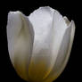 White Tulip x 1