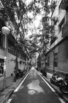 Barcelona, Trees