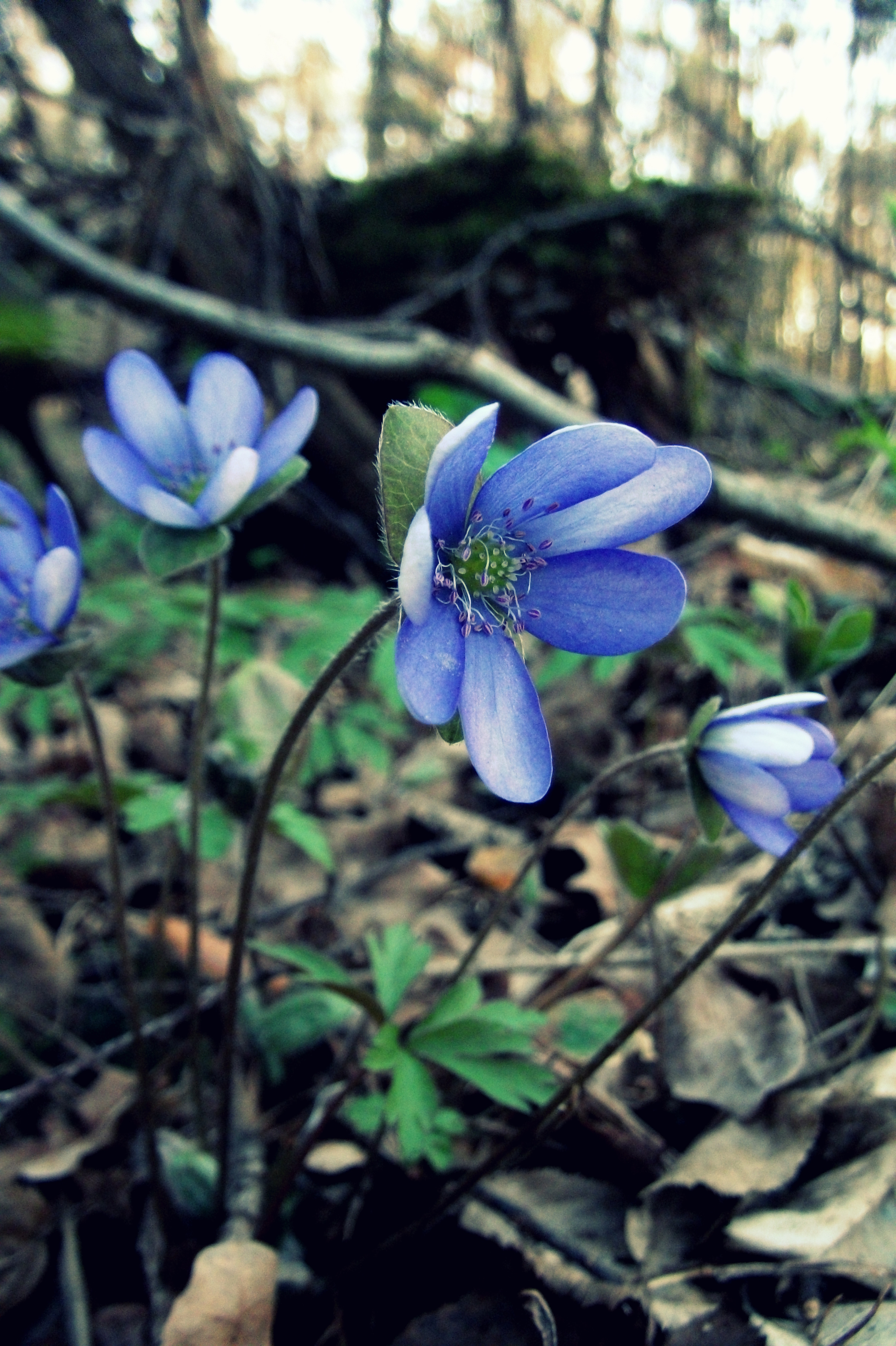 Flowers of spring