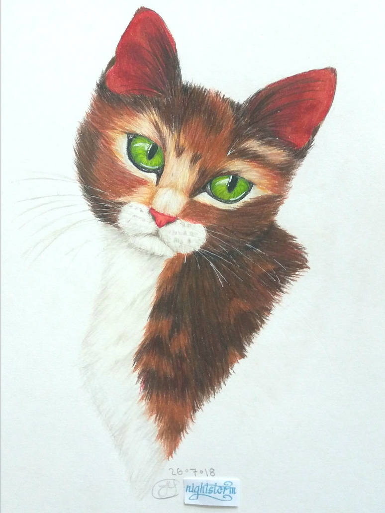 Spottedleaf Drawing Spottedleaf Drawing by NightstormArtistCat on DeviantArt