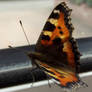 orange and black butterfly 02