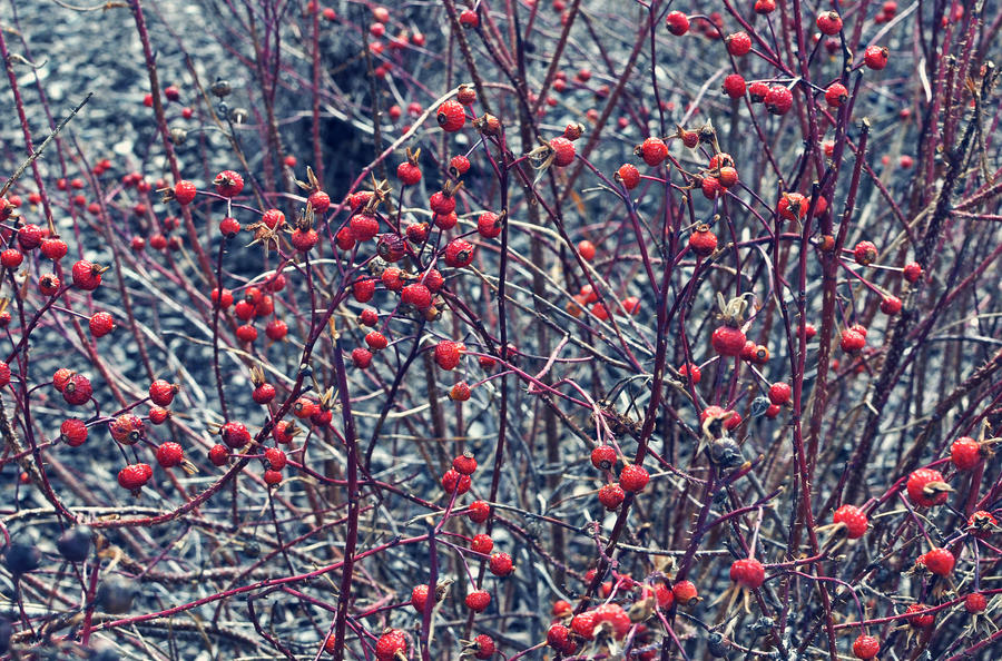 rosehips