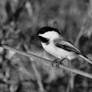 Chickadee