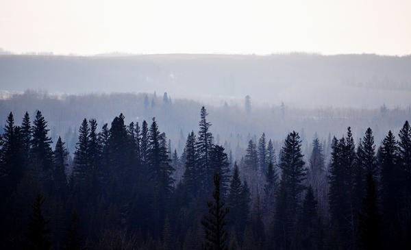 Foggy Forest by hennatea Foggy Forest by hennatea