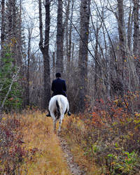 Forest Ride